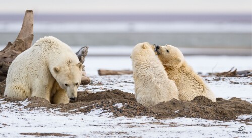Baby-Animal_0976.jpg