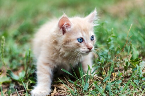 Baby-Animal_0980.jpg