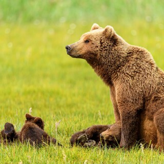Baby-Animal_0987