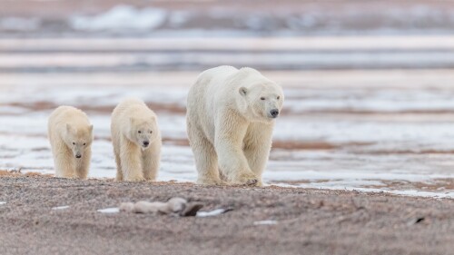 Baby-Animal_1011.jpg