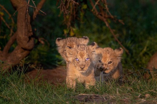 Baby-Animal_1028.jpg