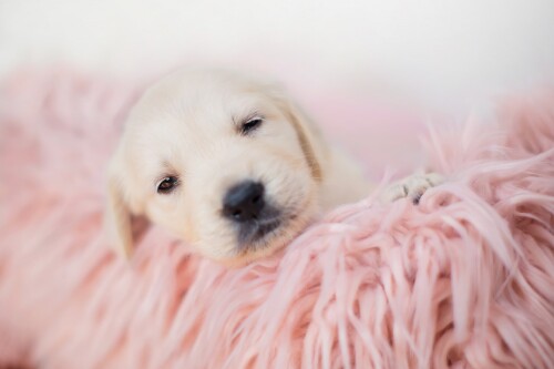 Baby-Animal_1031.jpg