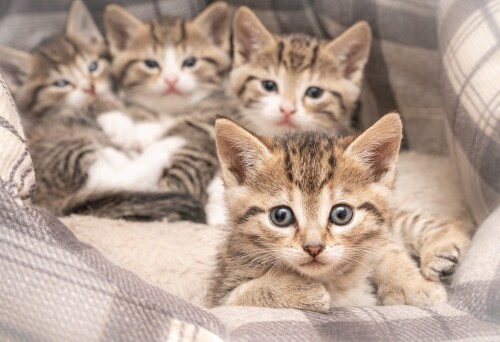Baby-Animal_1037.jpg