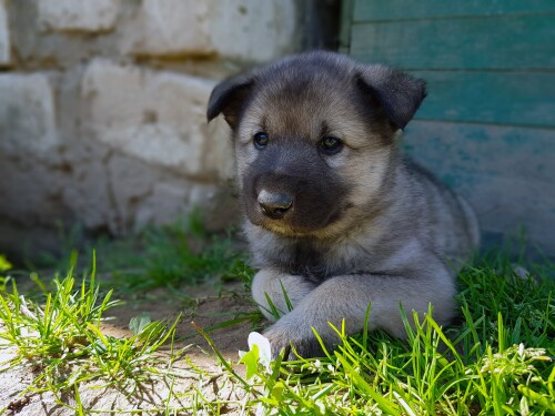 Baby-Animal_1048.jpg