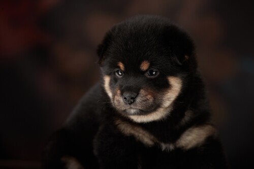 Baby-Animal_1061.jpg