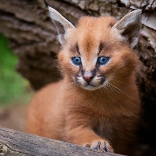 Baby-Animal_1084