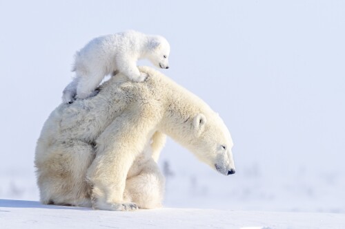 Baby-Animal_1088.jpg