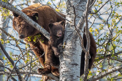 Baby-Animal_1096.jpg