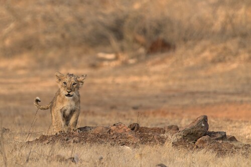 Baby-Animal_1104.jpg