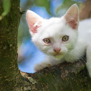 Baby-Animal_1108