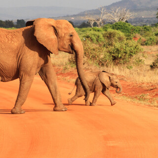 Baby-Animal_1126