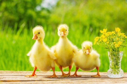 Baby-Animal_1140.jpg