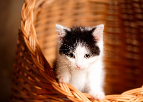 Baby-Animal_1143.jpg