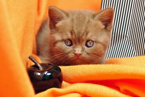 Baby-Animal_1148.jpg