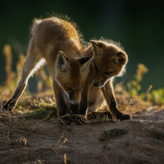 Baby-Animal_1149