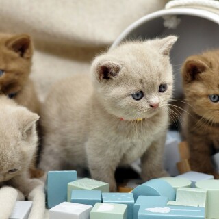 Baby-Animal_1151