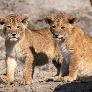 Baby-Animal_1152