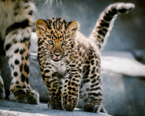 Baby-Animal_1161.jpg
