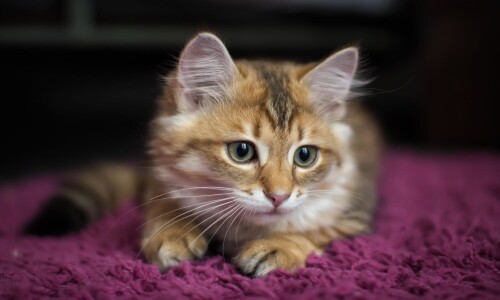 Baby-Animal_1168.jpg