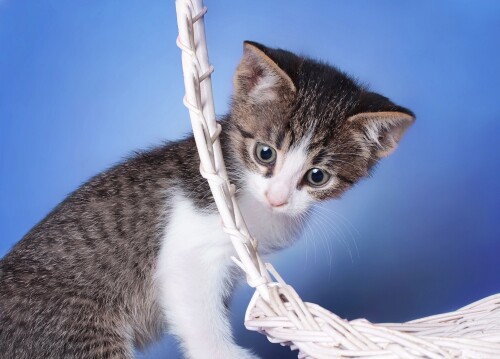 Baby-Animal_1175.jpg