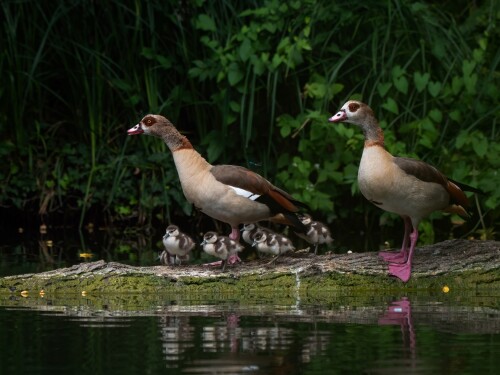 Baby-Animal_1189.jpg