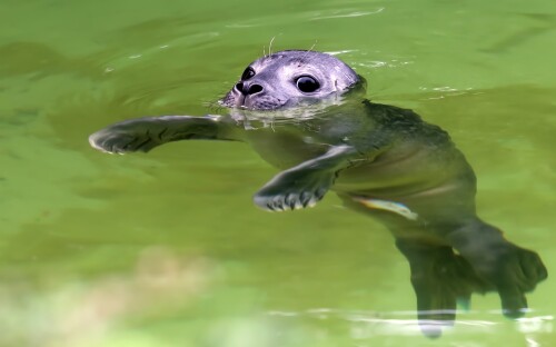 Baby-Animal_1218.jpg