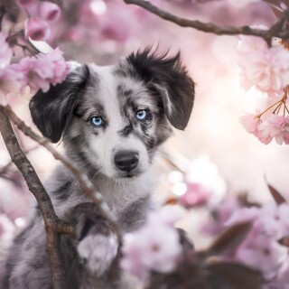 Baby-Animal_1222
