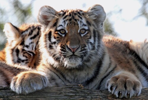 Baby-Animal_1234.jpg