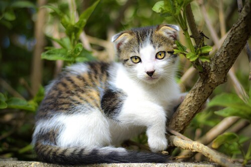 Baby-Animal_1247.jpg