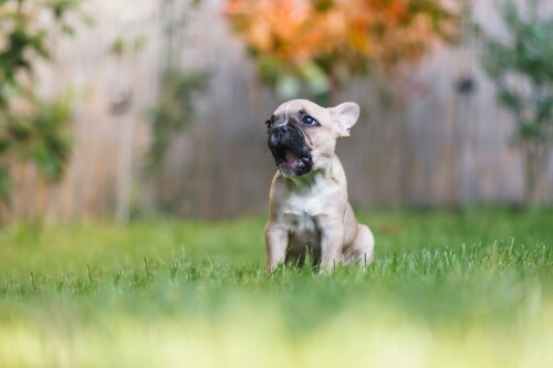Baby-Animal_1256.jpg