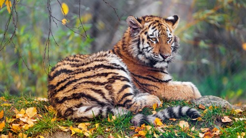 Baby-Animal_1265.jpg