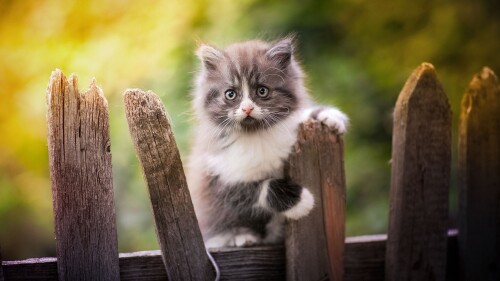 Baby-Animal_1266.jpg