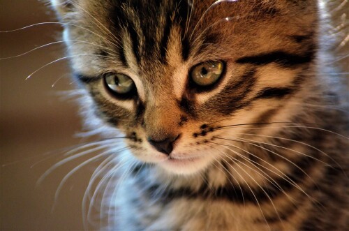 Baby-Animal_1268.jpg