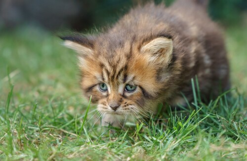 Baby-Animal_1273.jpg