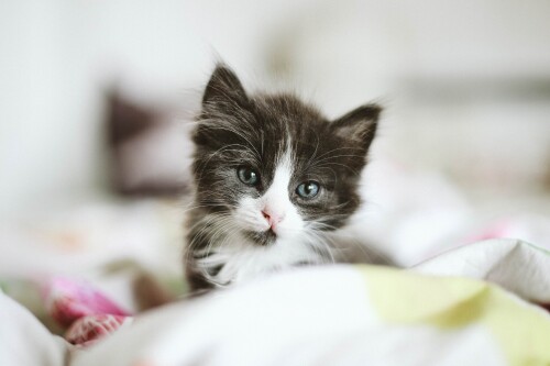 Baby-Animal_1278.jpg