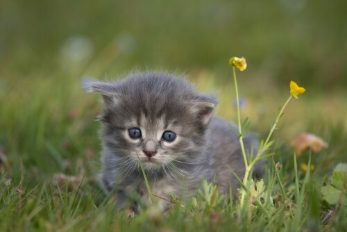 Baby-Animal_1315.jpg