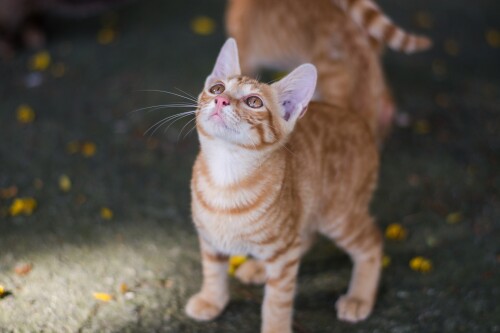 Baby-Animal_1322.jpg