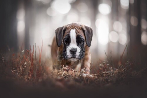 Baby-Animal_1331.jpg