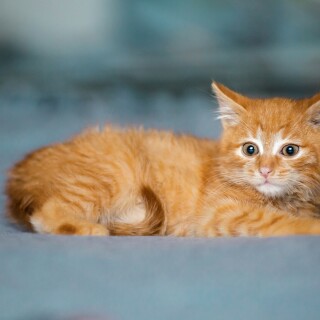 Baby-Animal_1342