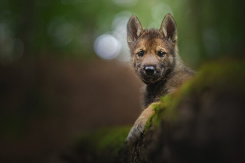 Baby-Animal_1343.jpg