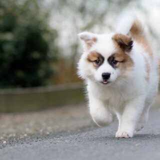 Baby-Animal_1352