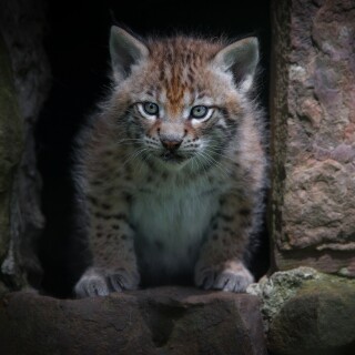 Baby-Animal_1367