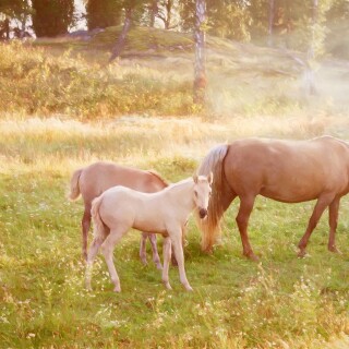 Baby-Animal_1370