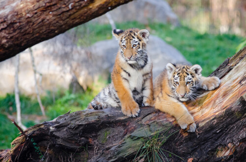 Baby-Animal_1376.jpg