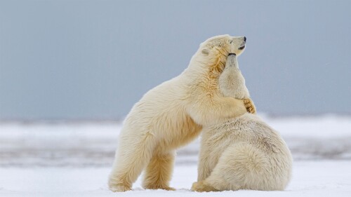 Baby-Animal_1390.jpg