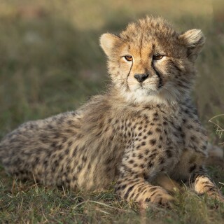 Baby-Animal_1401