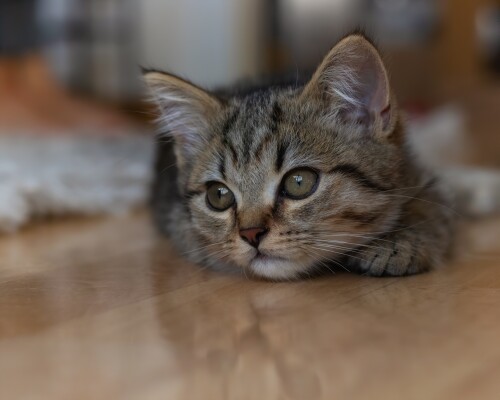 Baby-Animal_1412.jpg