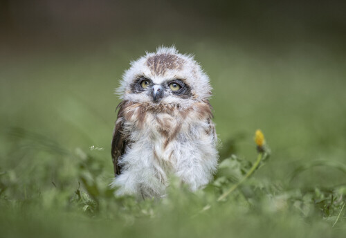 Baby-Animal_1416.jpg