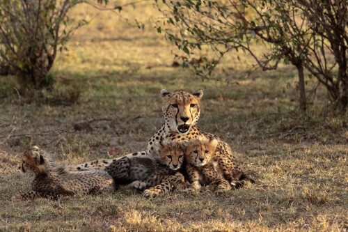 Baby-Animal_1423.jpg