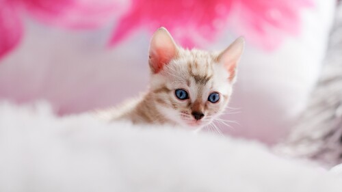 Baby-Animal_1430.jpg
